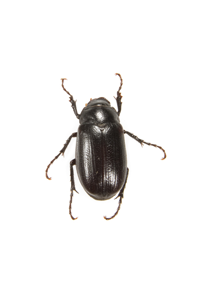 beetle0136