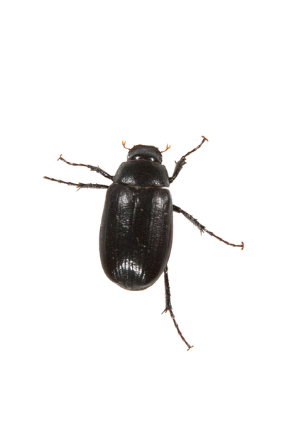 beetle2087