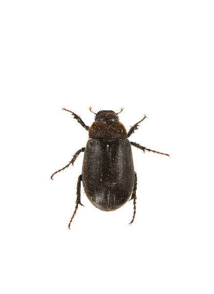beetle2089