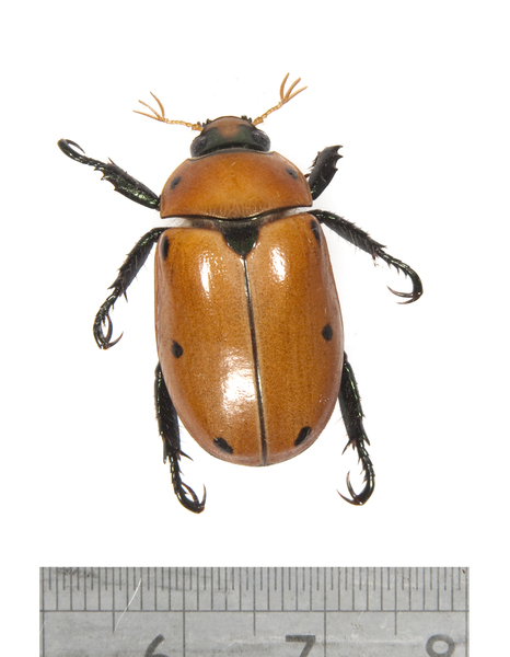 beetle2594
