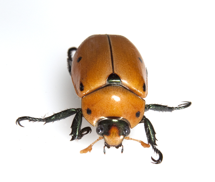 beetle2600