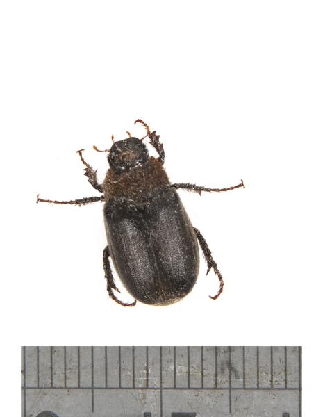 beetle2614