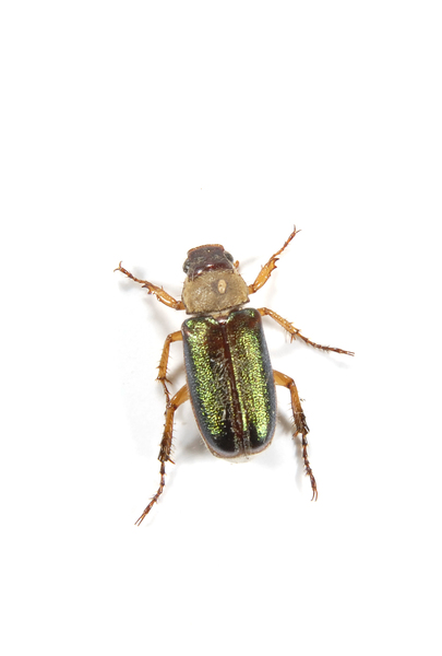 beetle3524