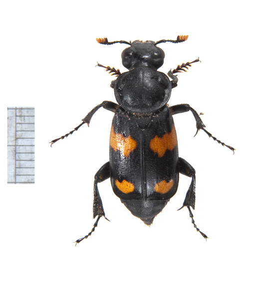 beetle3088