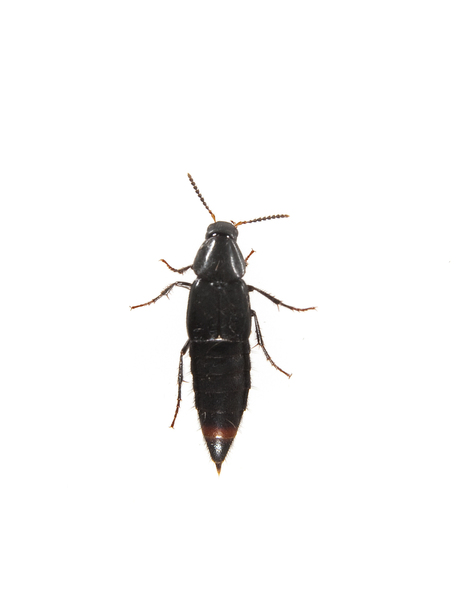 beetle2262