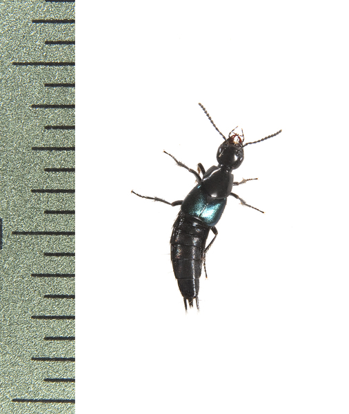 beetle3853