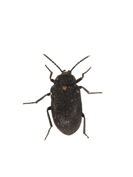 beetle2059