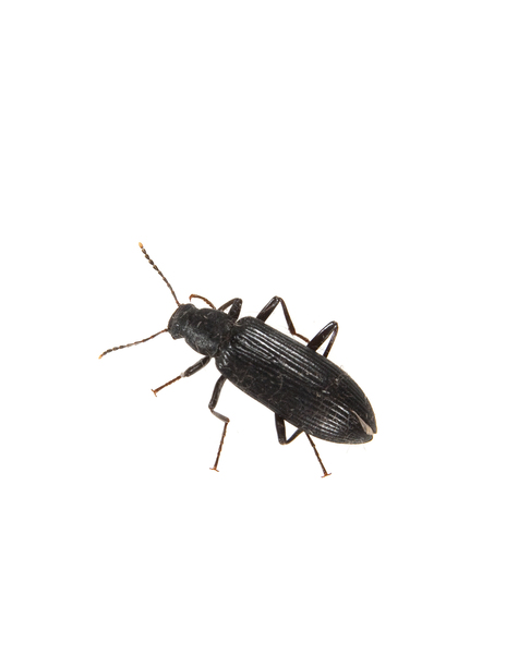 beetle2107