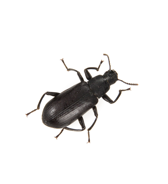beetle2108