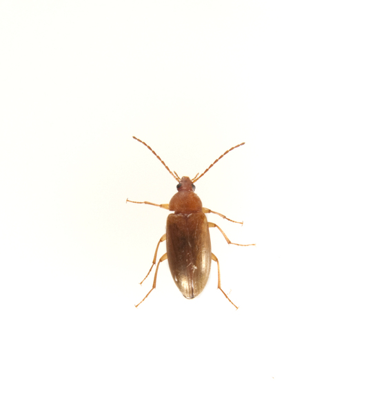 beetle2314