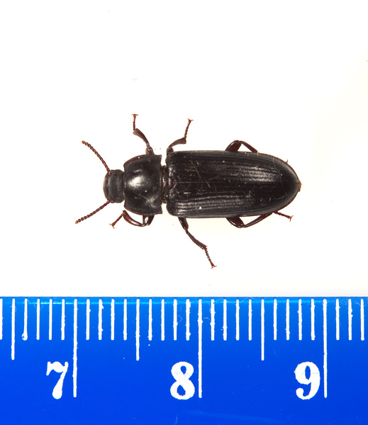 beetle2362