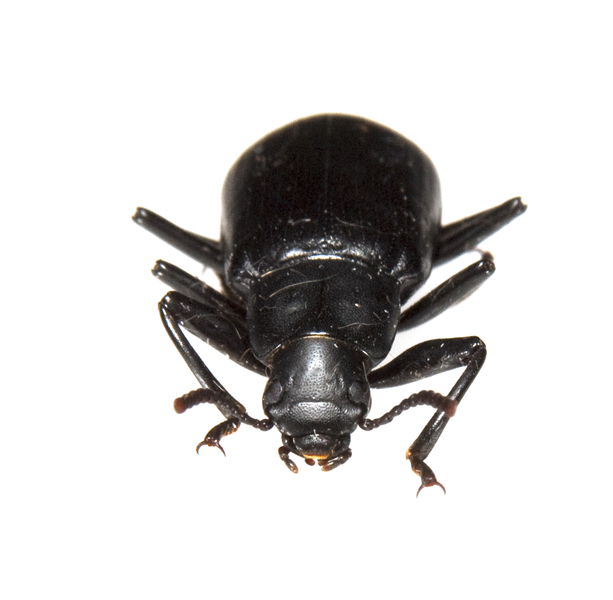beetle2365