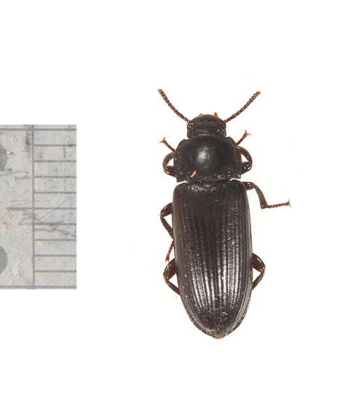 beetle2914