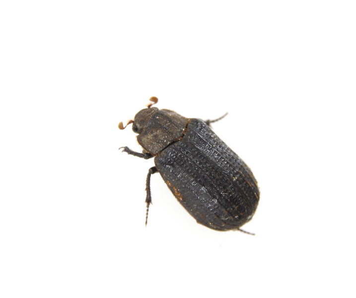 beetle3177