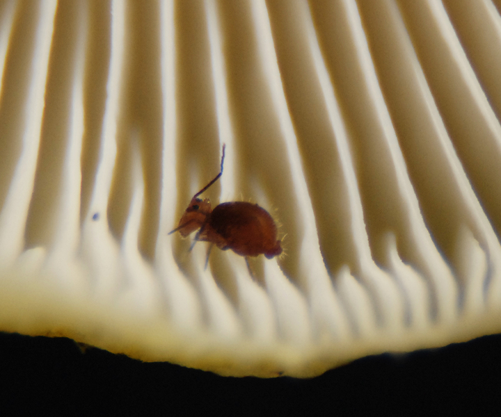 collembola1243