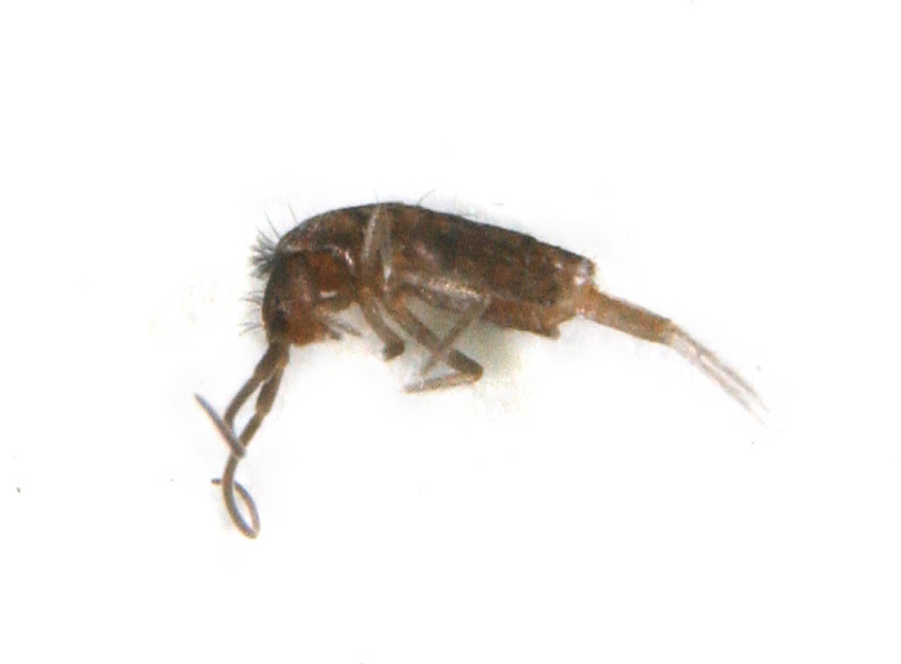 collembola2920