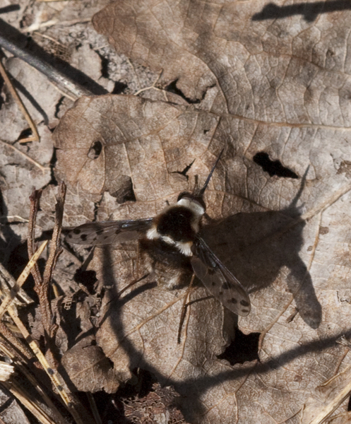 beefly0228