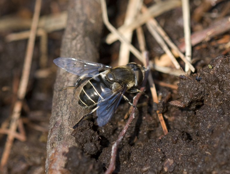 syrphid0104