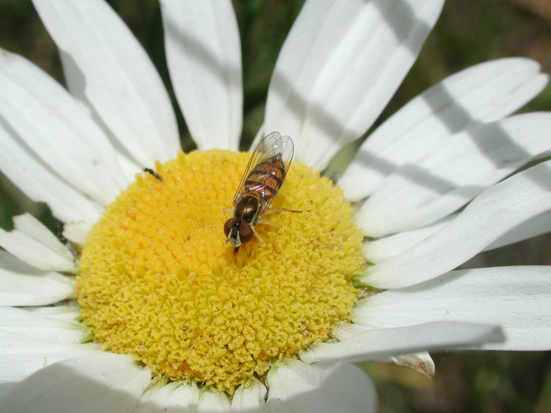 syrphid1