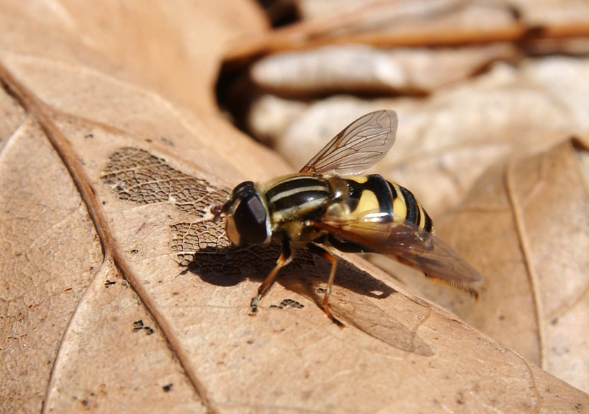 syrphid2