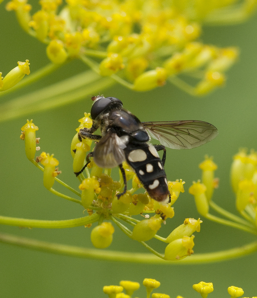 syrphid2180