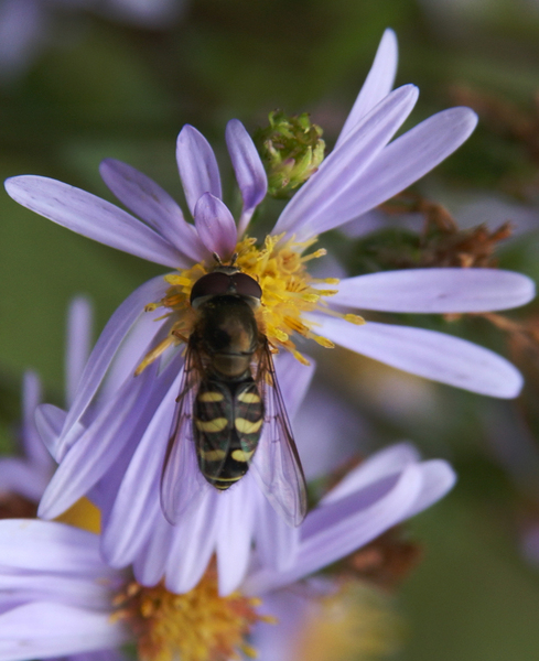 syrphid2442