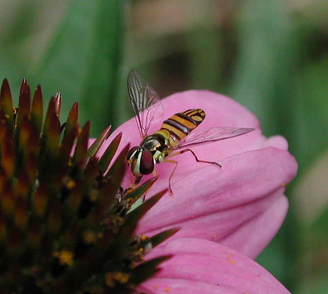 syrphid3