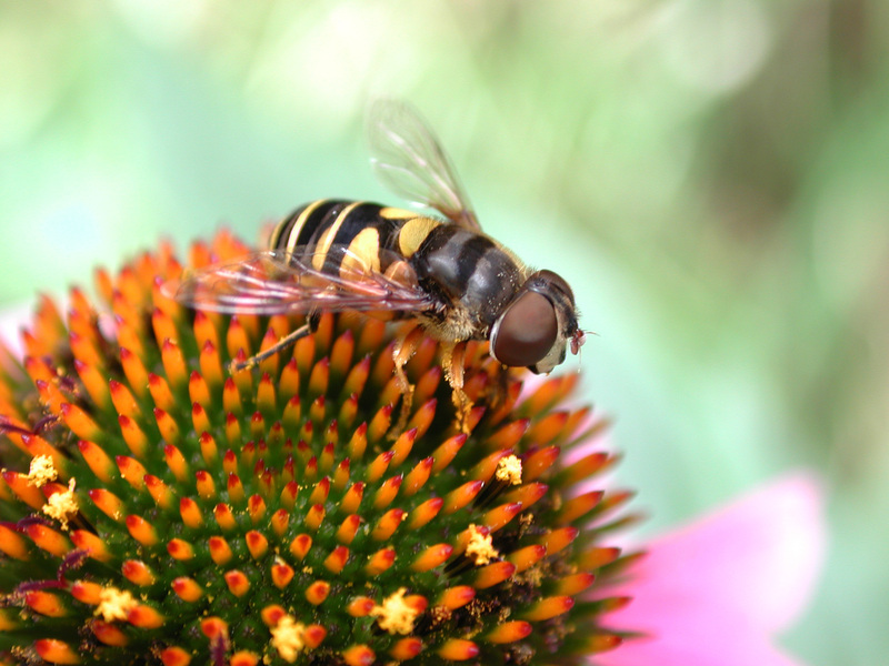 syrphid5