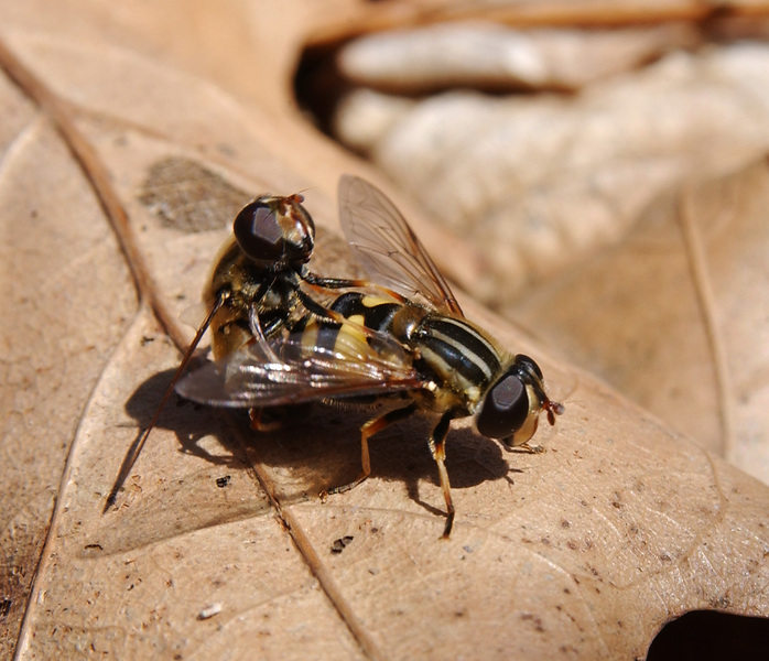 syrphids6560