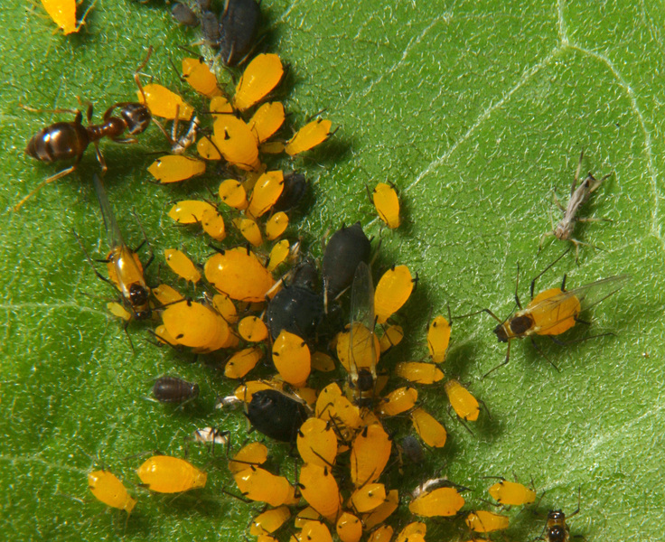 aphids1549