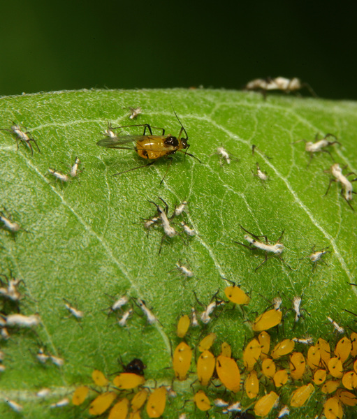 aphids1564