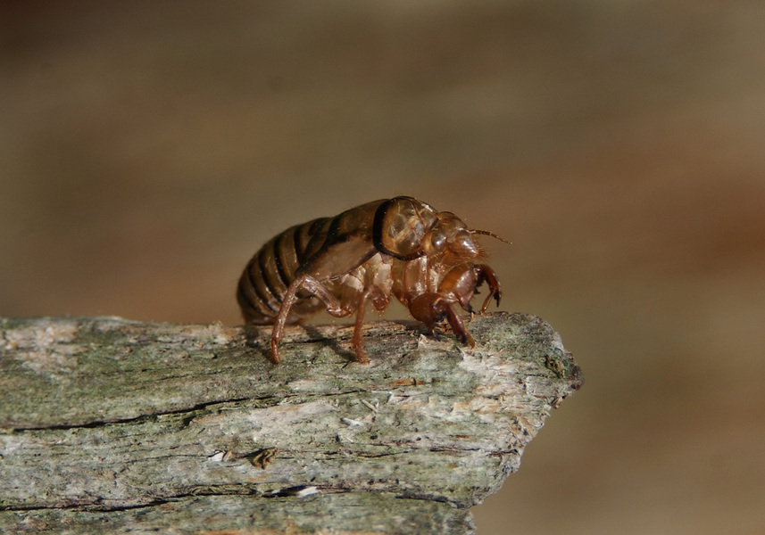 cicada_skin