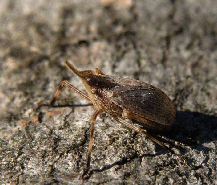 dictyopharidae6004