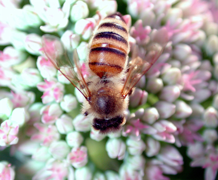 honeybee4
