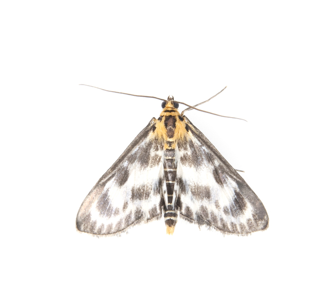 moth1766