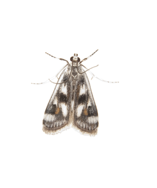 moth3298