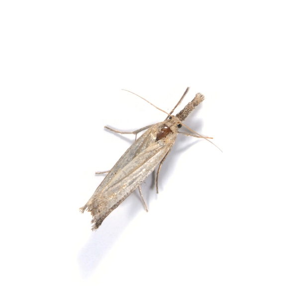 moth4092