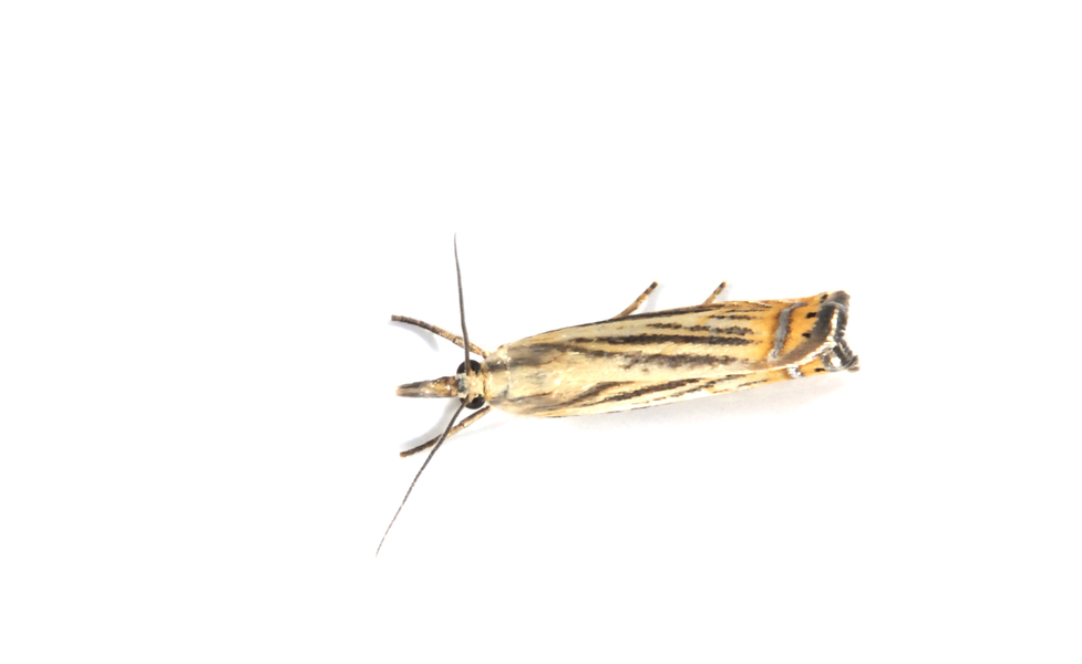 moth4328