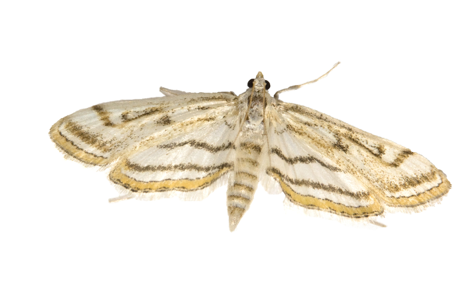 moth8580