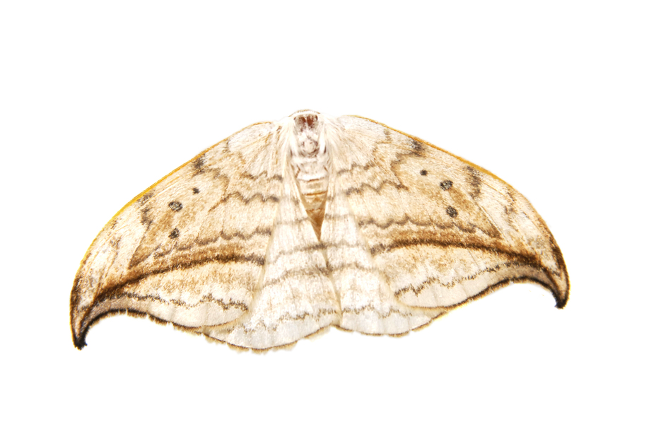 moth3161