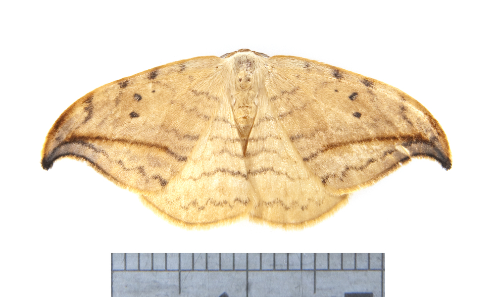 moth3368