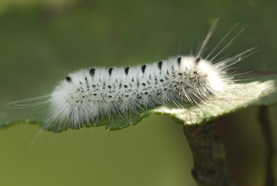caterpillar3646