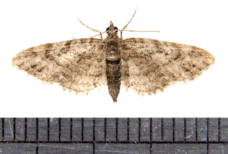 Eupithecia3234