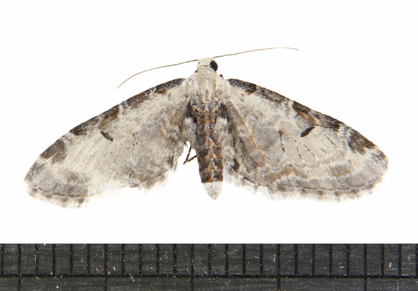 Eupithecia9935