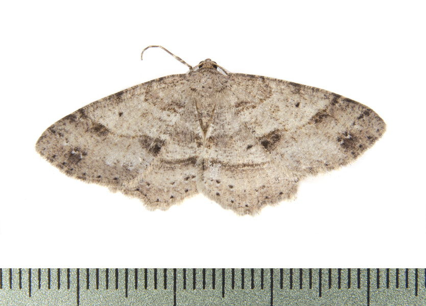 Melanolophia1535