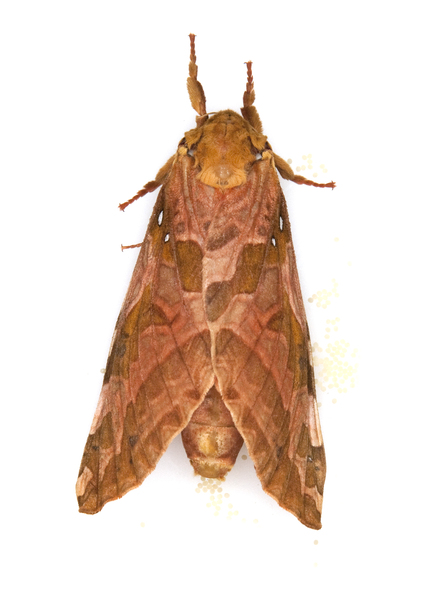 moth2299