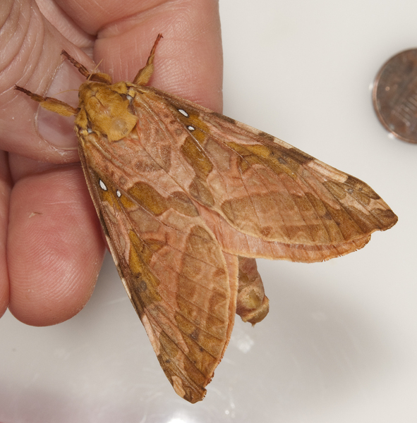 moth2333