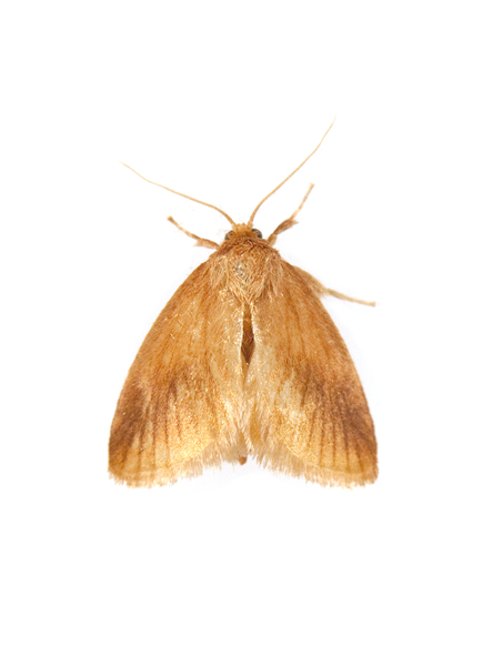 moth8742