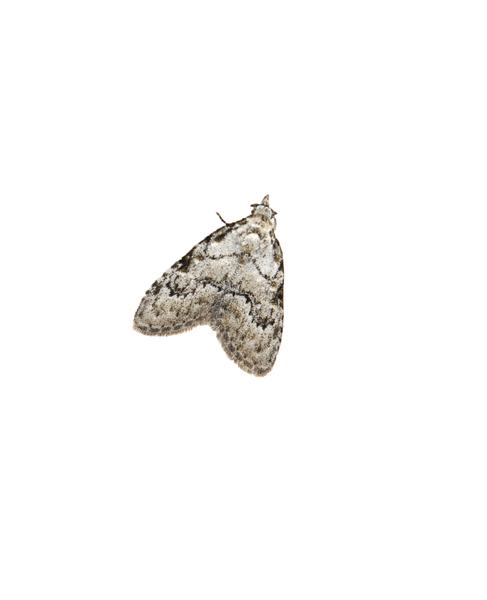 moth3510