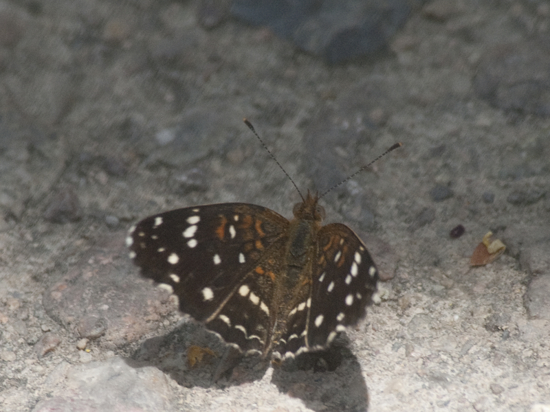butterfly1582
